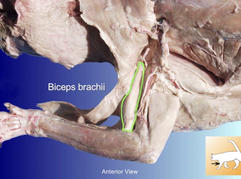 <p>Biceps Brachii</p><p>Action: flexes foramen</p><p>s: brachialis</p><p>a: triceps brachii (any triceps brachii)</p>