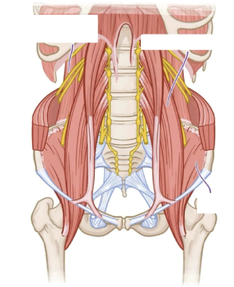 <p>Muscles of the Posterior Abdominal Wall</p>