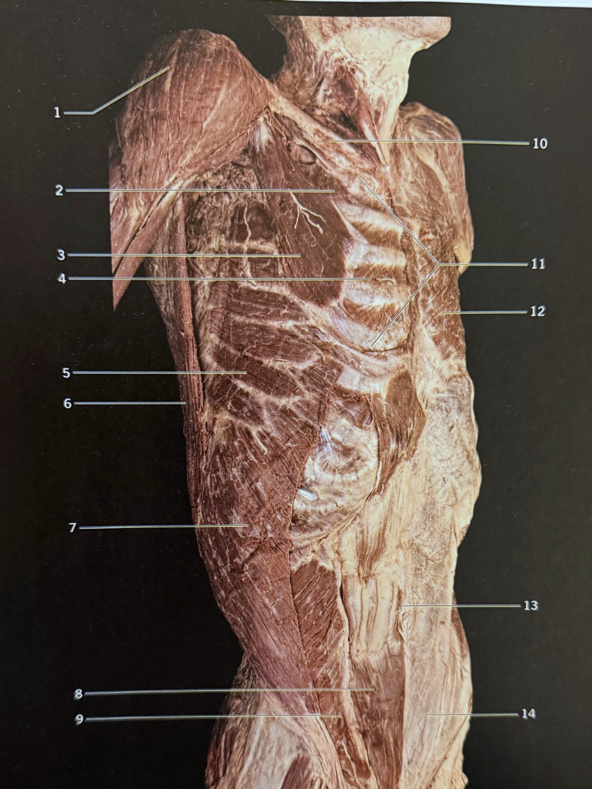 <p>8</p>