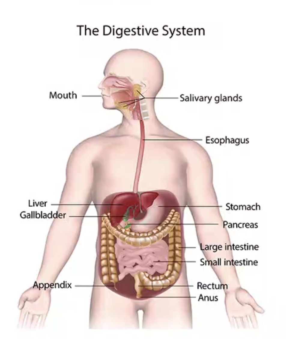 <p>Stomach.</p>