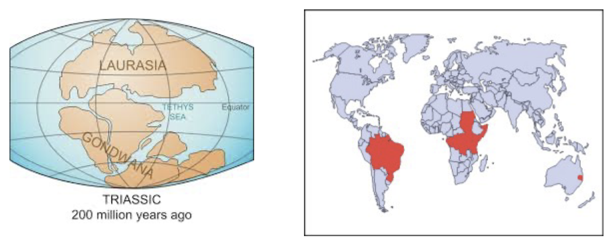 <p>Extant Dipnoans - Lungfishes</p>