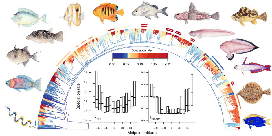 <p>Toolbox for fish systematics</p>
