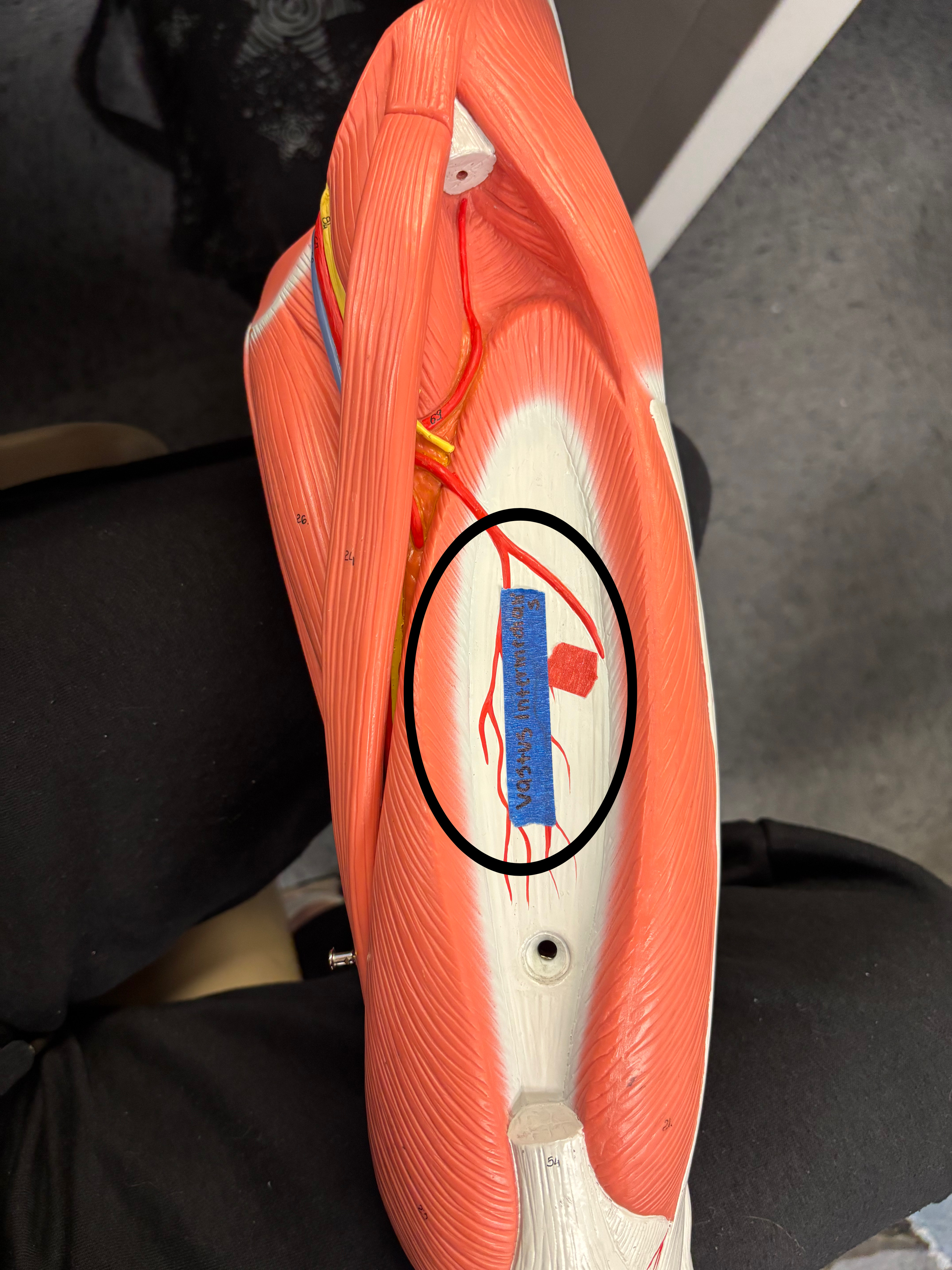 <p>Vastus intermedius muscle</p><p>Extension of the leg at the knee joint</p>