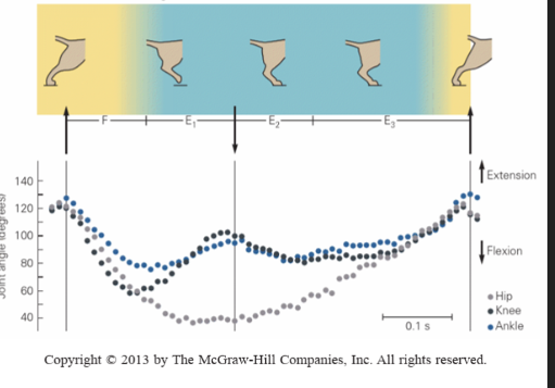 <p>-Flexion (F)</p><p>-First extension (E1)</p><p>-Second extension (E2)</p><p>-third extension (E3)</p>