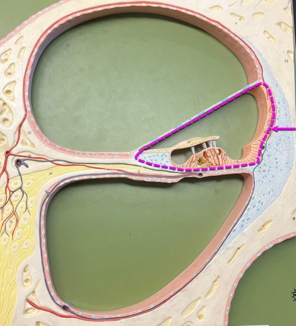 <p>would this region contain endolymph or perilymph</p>
