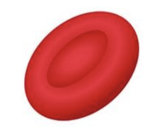 <p>Which Red Blood Cell is this?</p>