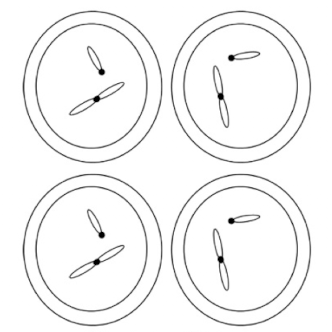 <p>What does this image show as a result of meiosis?</p>