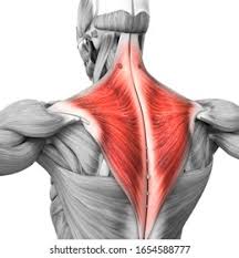 <p>Elevates, depresses, retracts, and rotates the scapula; rotates the arm</p>