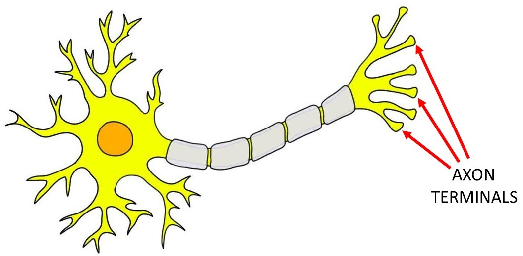 <p>Axon Terminals</p>