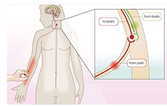 <ul><li><p>Up ascending pathways to the brain</p></li></ul><p></p>