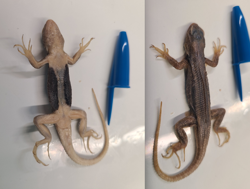 <p>Order and Family of Sceloporus arenicolus</p>