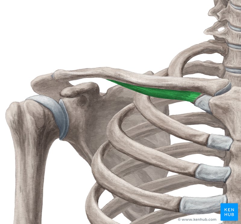 <p>innervation of subclavius</p>