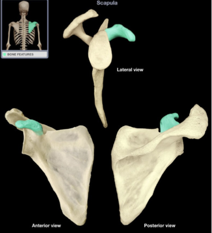 <p>Name this landmark on the scapula </p>