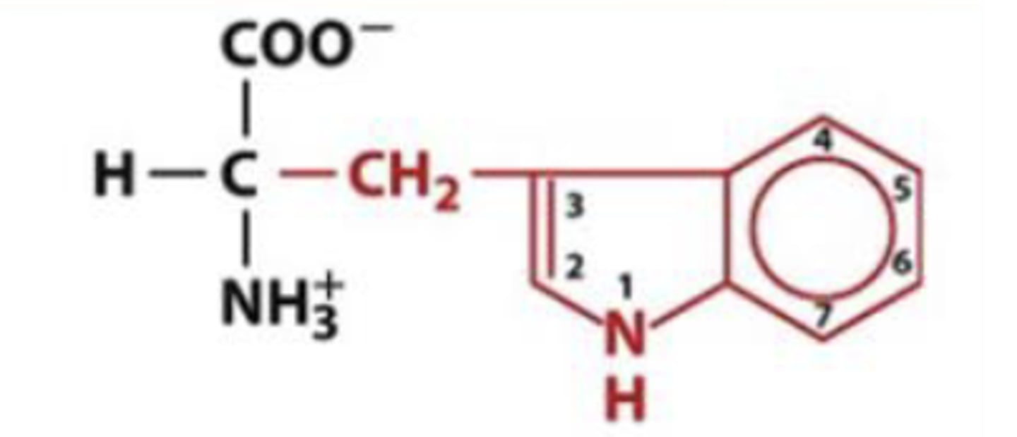 <p>Trp, W, aromatic</p>