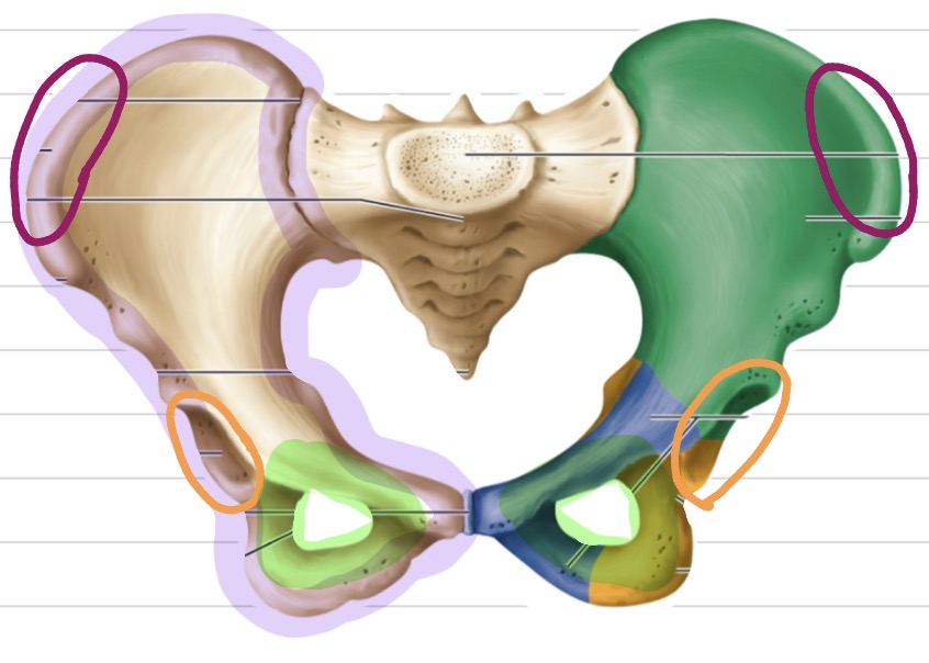 <p>Which structure is highlighted in green?</p>