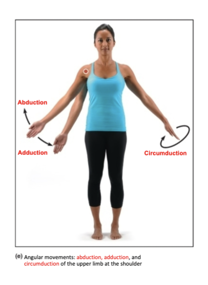 <p>Moving a limb toward the body midline in the frontal plane</p>