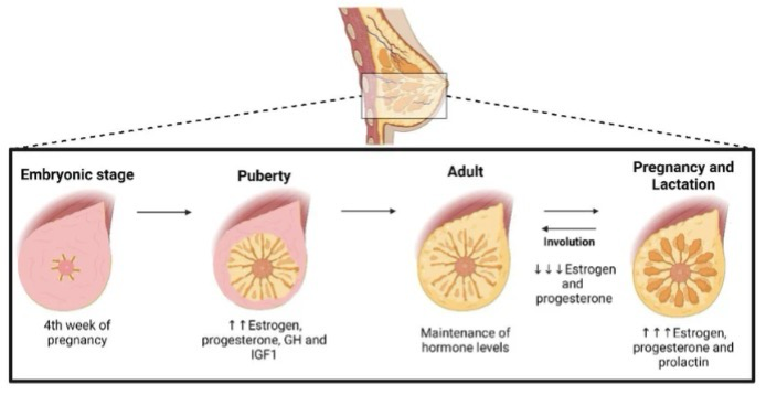 <p>Mammary gland development is primarily post-natal:</p><ol><li><p>The ductal tree develops as an invagnication of ectoderm</p></li><li><p>At birth, a rudimentary “ductal tree” structure is already present</p></li><li><p>Very limited development occurs until the onset of puberty</p></li></ol><p>Majority of development occurs in utero; this is an example of development outside utero/during puberty</p>