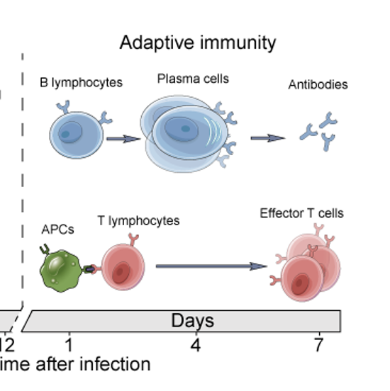<p><span><strong>Adaptive</strong>&nbsp;(or “acquired”) immunity refers to immunity that is activated by a specific antigen. Before adaptive immunity becomes activated, the antigen has to be processed and analyzed. Adaptive immunity takes longer to develop.</span></p>