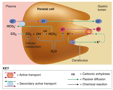 <p>1) Most pharmaceuticals that inhibit acid production target the proton pump (proton pump inhibitors) </p><p>2) Antihistamines- lower the effect that histamines have on parietal cell function, reducing HCl production. </p>