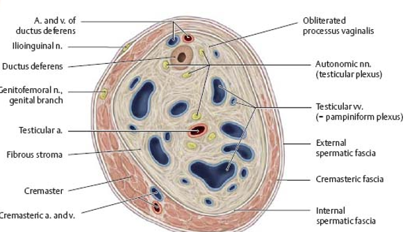 <p>pampiniform plexus </p>