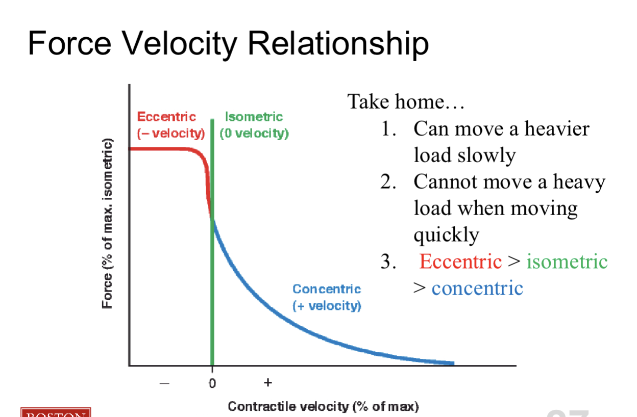 <ul><li><p>can move <strong>heavier </strong>load <strong>slowly </strong></p></li><li><p>can <strong>NOT</strong> move <strong>heavier </strong>load when moving <strong>rapidly</strong></p></li></ul><p></p><ul><li><p>Eccentric >> isometric >> Concentric </p></li></ul><p></p><p></p><p>***Eccentric = external torque wins meaning highest force cuz you go against gravity**</p><p></p><p></p><p>***Concentric = muscle force has winning torque***</p><p></p><p>***Isometric:  Internal torque = External torque***</p><p></p><p></p><p></p>