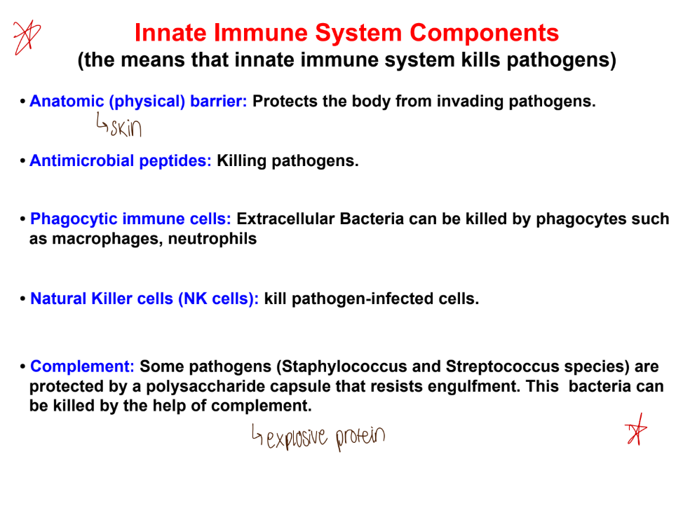 <p>anatomical barrier (skin), antimicrobial peptides, phagocytic imune cells, natural killer (nk) cells, complement.</p>
