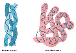 <p>State the main differences between globular and fibrous proteins.</p>