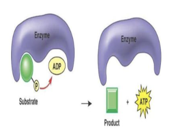 <p>enzymes <strong>transfer a phosphate group directly to ADP</strong> to make ATP</p>