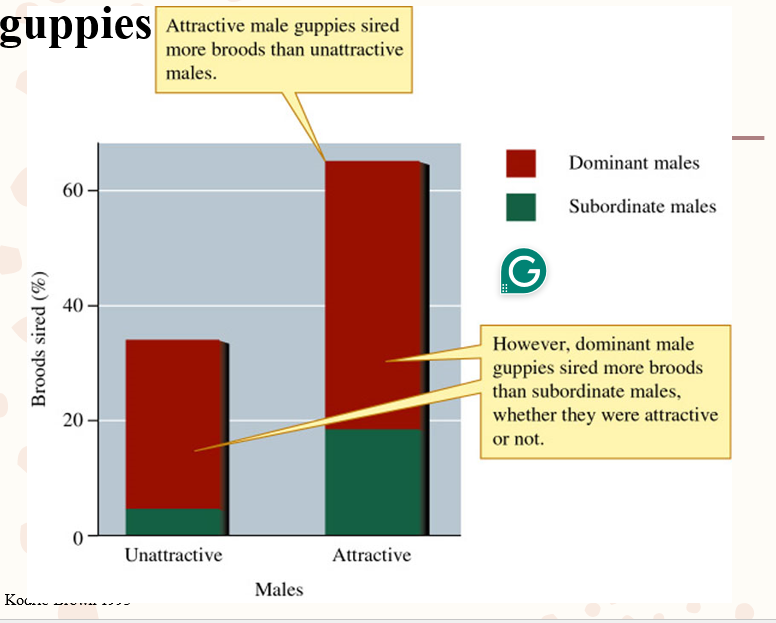 <p>Females select attractive males who are behaviorally dominant.</p><p>Male coloration is a tradeoff with predation risk.</p>