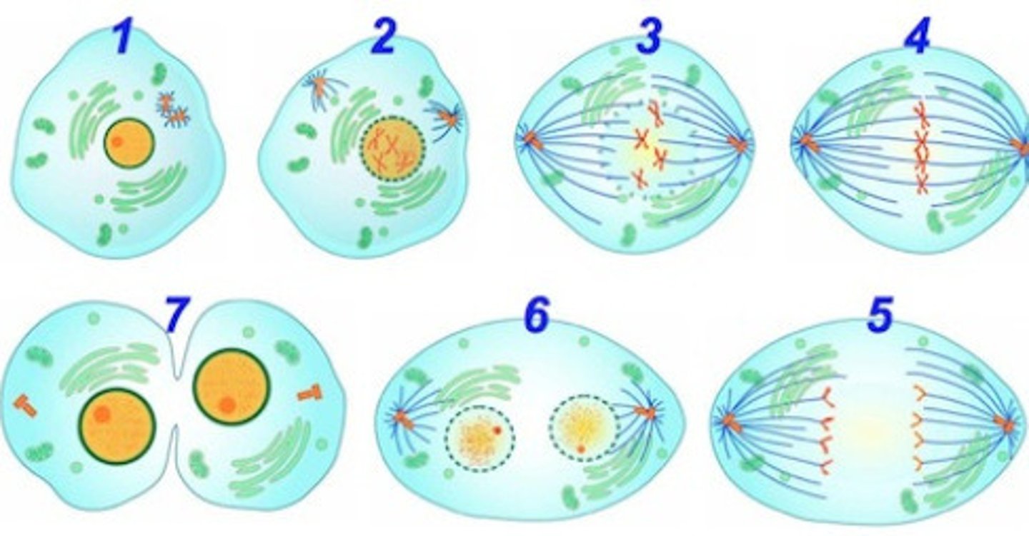 <p>Mitosis results in 2 cells genetically identical to the original cell. It is used for growth, repair, replacement of old cells.</p>