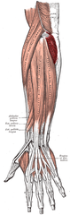 <p>elbow extension</p>