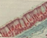 <p>what type of tissue is this?</p>