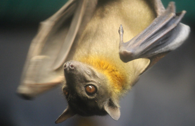 <p>Common Name: Straw-Colored Fruit Bat</p><p>Order: Chiroptera </p><p>Family: Pteropodidae </p>