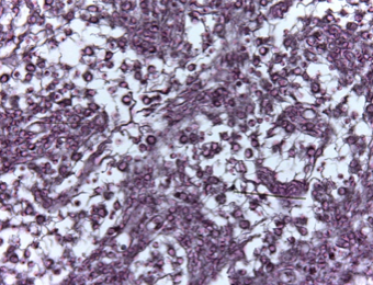 <p>Name that tissue </p>