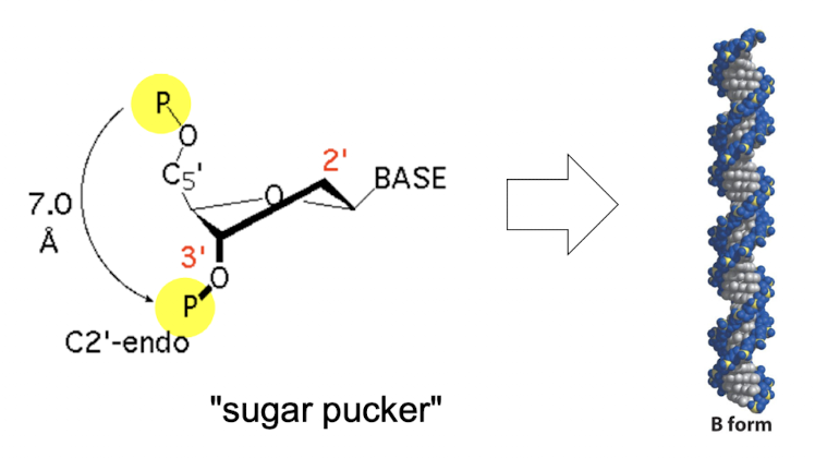 <p><strong>C2’-endo conformation</strong>; places phosphates farther apart from one another</p>