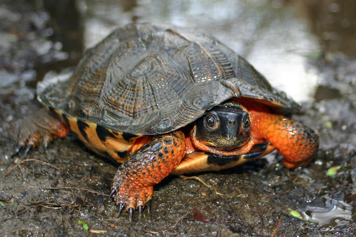 <p>Glyptemys insculpta</p><ul><li><p>Family Emydidae</p></li><li><p>Suborder Cryptodyra</p></li><li><p>Order Chelonia</p></li></ul><p></p>