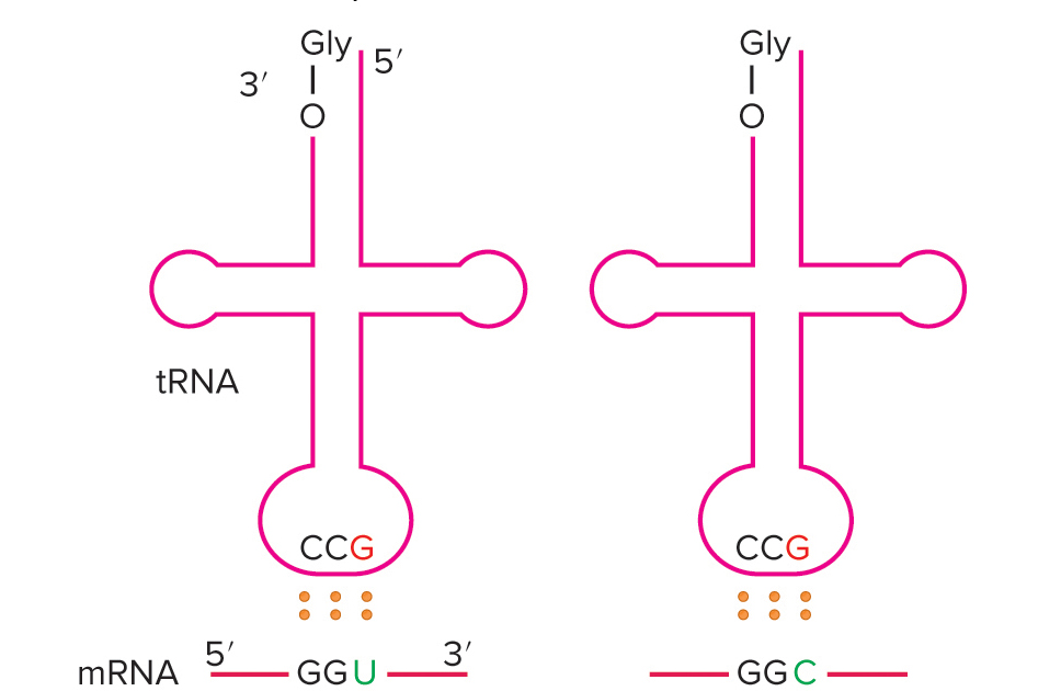 <p>What is the function of the wobble (loos base pairing) between the anticodon and codon where only the 1st and 2nd position is pairing</p>