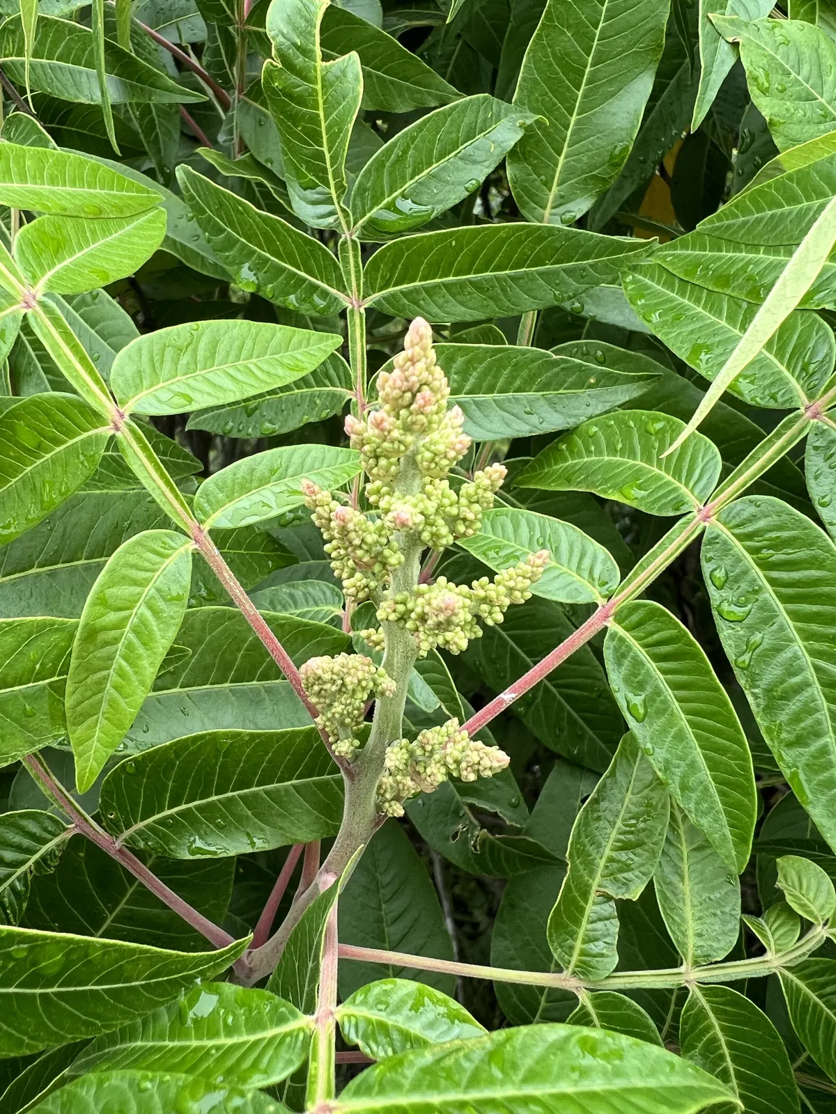 <p>Native to AR</p><p>Leaves oddly-pinnately compound, alternate</p><p>twigs with red lenticels</p><p>rachis winged</p><p>red or green berries</p>