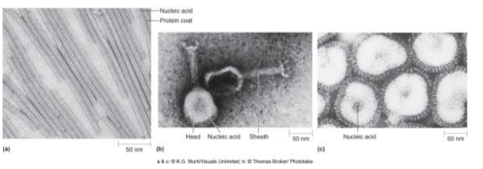 <p><mark data-color="yellow" style="background-color: yellow; color: inherit;">Viruses, Viroids and Prions are collectively called [__]</mark></p><p>→ not organisms/living → <strong>acellular</strong>: not composed of cells</p><p>→ lacks metabolic processes</p><p><span style="color: red;">Requires hosts in order to replicate themselves</span></p>