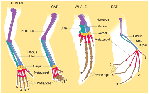 <p>Compares body structures of different species</p>