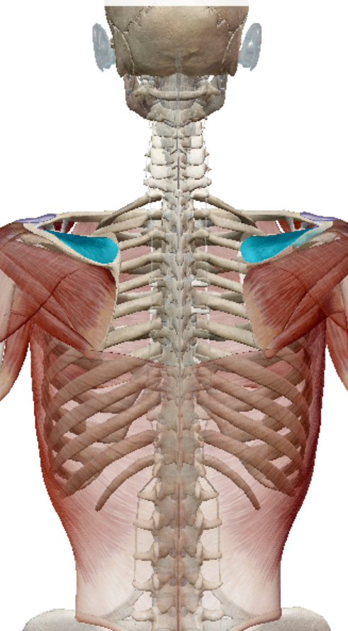 <p>supraspinatus action</p>
