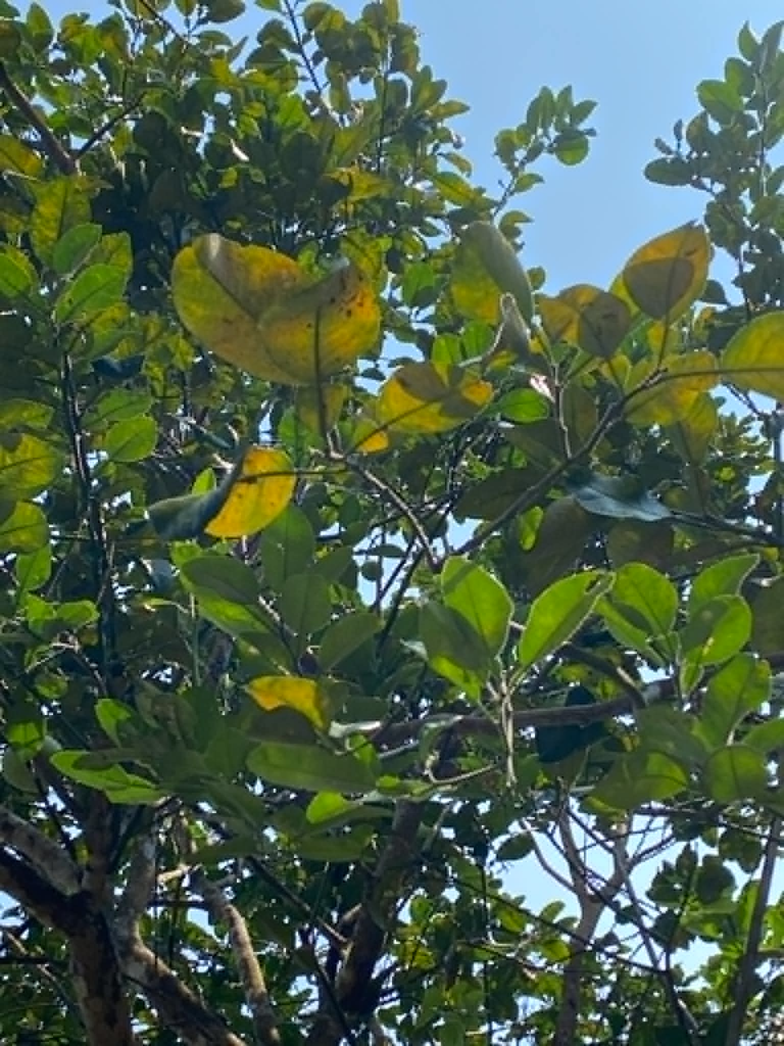 <p>Suha/Pummelo</p><p>Rutaceae</p><p>Tree</p><p>Sexual </p><p>Perennial</p>