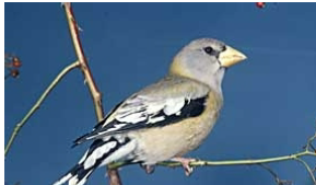 <p>What is the common name of this female bird?</p>