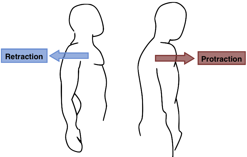 <p>forward and back/ anterior and posterior</p>