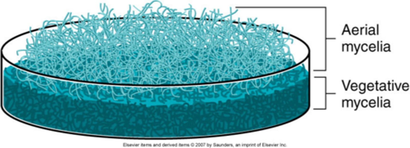 <p>Grows into medium</p>