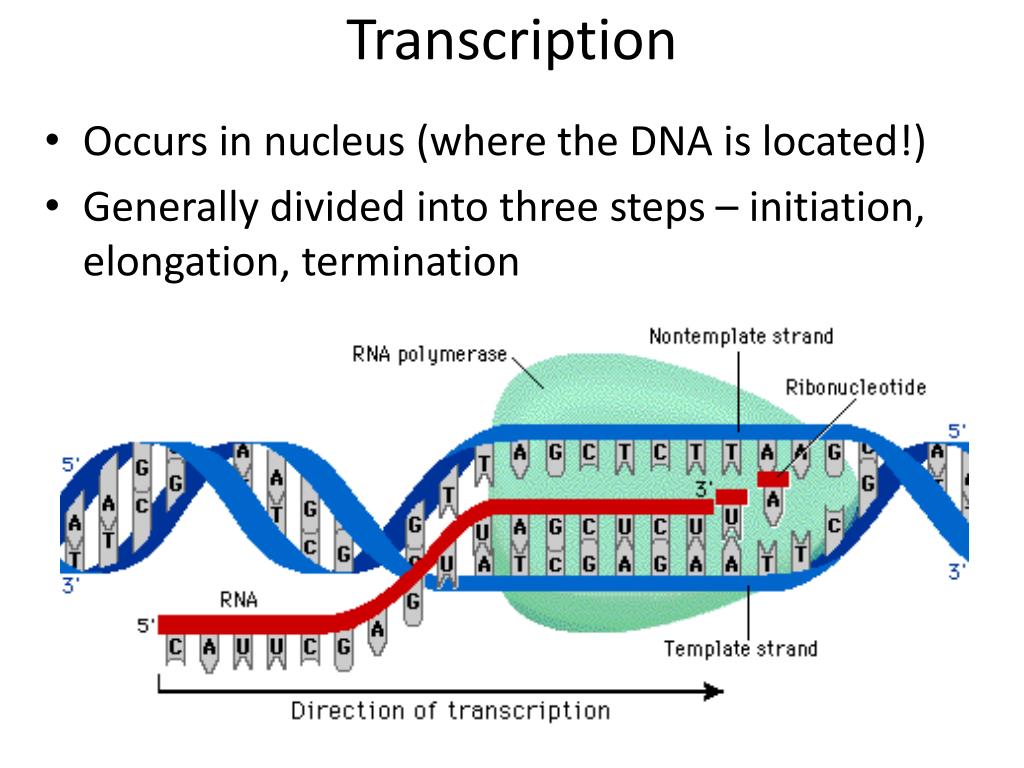 <p>Transcription begins when the _____ in a nucleus directs the _______ of RNA, specifically ______ which is _______ RNA</p>