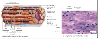 <p>What is the histology of cardiac muscle?</p>
