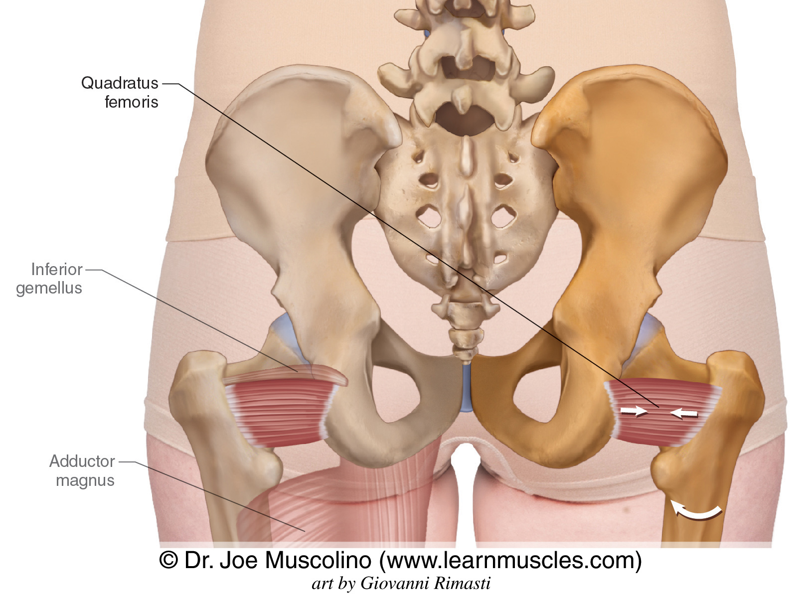 <ul><li><p>a paired, rectangular muscle of the gluteal region</p></li><li><p>stabilizes the hip joint by keeping the head of the femur in place</p></li><li><p>produces external rotation of the thigh in the hip joint when the lower limb is in the anatomical position</p></li><li><p>can assist in adduction and abduction when the lower limb is in certain positions</p></li></ul><p></p><p>origin → ischial tuberosity</p><p>insertion → intertrochanteric crest of femur</p><p>action → thigh internal rotation at the hip joint, stabilizes head of femur in acetabulum</p><p>innervation → nerve to quadratus femoris (L4-S1)</p><p>blood supply → inferior gluteal artery</p>