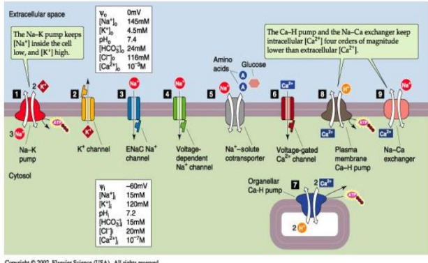 <p>1. Na+/K+ ATPase.</p><p>2. K+ channel.</p><p>3. Epithelial Na+ channel.</p><p>4. Voltage-dependent Na+ channel.</p><p>5. Na+ -solute co-transporter.</p><p>6. Voltage-gated Ca2+ channel.</p><p>7. Organellar Ca2+/H+ pump.</p><p>8. Plasma-membrane Ca2+/H+ pump.</p><p>9. Na+/Ca2+ exchanger.</p>