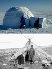 <p>Igloos made of snow or stone (winter)</p><p>Stone Pit homes (summer, think of the Netsilik carrying the tent with poles and using stones)</p>